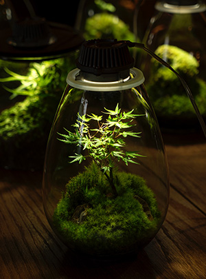 Plant light