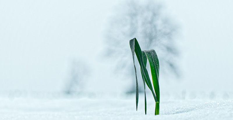 Single blade of grass in snow
